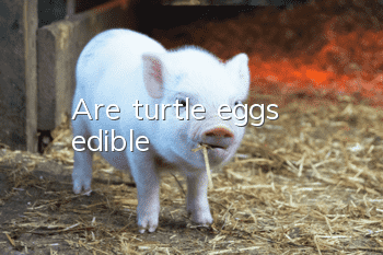 Are turtle eggs edible?