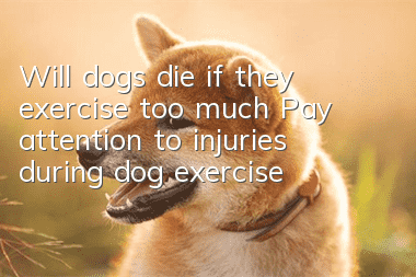 Will dogs die if they exercise too much? Pay attention to injuries during dog exercise!