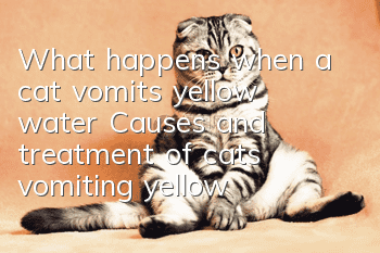 What happens when a cat vomits yellow water? Causes and treatment of cats vomiting yellow water!