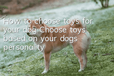 How to choose toys for your dog? Choose toys based on your dog’s personality