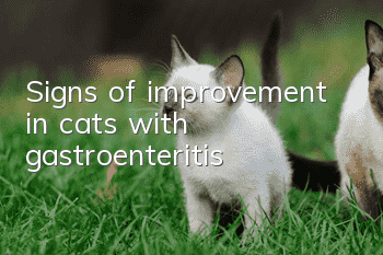 Signs of improvement in cats with gastroenteritis