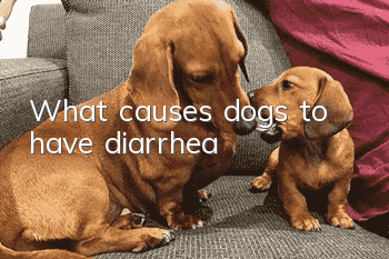 What causes dogs to have diarrhea?