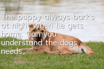 The puppy always barks at night when he gets home. Can you understand the dog’s needs?