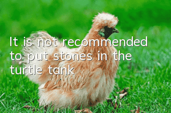 It is not recommended to put stones in the turtle tank