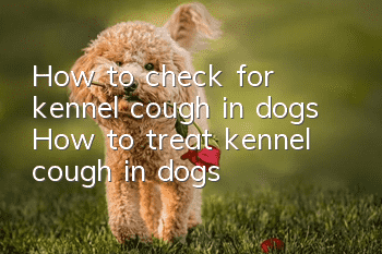 How to check for kennel cough in dogs How to treat kennel cough in dogs