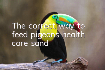 The correct way to feed pigeons health care sand