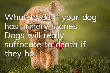 What to do if your dog has urinary stones? Dogs will really suffocate to death if they hold in their urine.