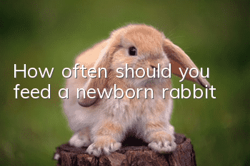 How often should you feed a newborn rabbit?