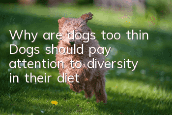 Why are dogs too thin? Dogs should pay attention to diversity in their diet