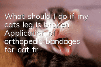 What should I do if my cat’s leg is broken? Application of orthopedic bandages for cat fractures!