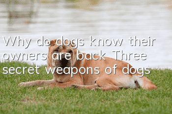 Why do dogs know their owners are back? Three secret weapons of dogs