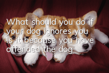 What should you do if your dog ignores you? Is it because you have offended the dog?