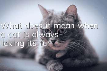 What does it mean when a cat is always licking its fur?