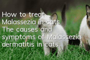 How to treat Malassezia in cats? The causes and symptoms of Malassezia dermatitis in cats!