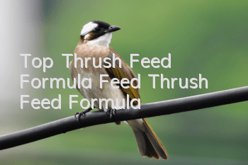 Top Thrush Feed Formula Feed Thrush Feed Formula