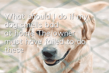 What should I do if my dog ​​smells bad at home? The owner must have failed to do these three things.