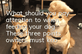 What should you pay attention to when feeding your dog? These three points owners must know