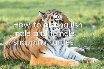 How to distinguish male and female snapping turtles