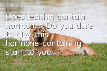 Does lecithin contain hormones? Do you dare to give this hormone-containing stuff to your dog?