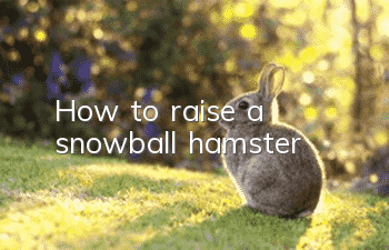 How to raise a snowball hamster