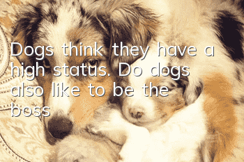 Dogs think they have a high status. Do dogs also like to be the boss?