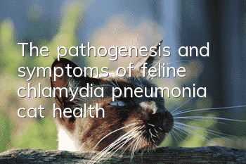 The pathogenesis and symptoms of feline chlamydia pneumonia, cat health!