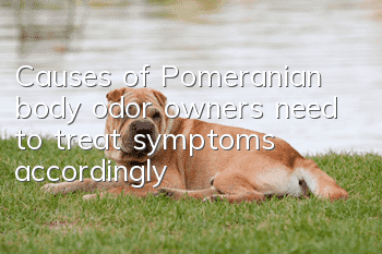 Causes of Pomeranian body odor: owners need to treat symptoms accordingly