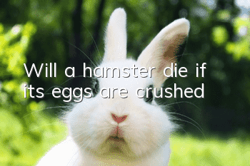 Will a hamster die if its eggs are crushed?