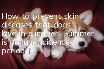 How to prevent skin diseases that dogs love in summer. Summer is a high-incidence period for bacterial growth!