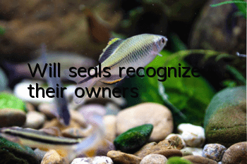 Will seals recognize their owners?