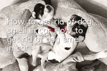 How to get rid of dog smell in car How to get rid of dog smell in car