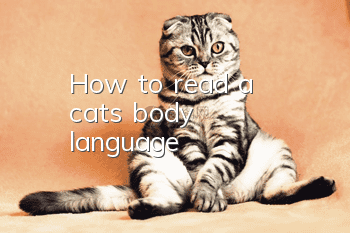 How to read a cat's body language?