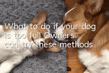 What to do if your dog is too full? Owners can try these methods