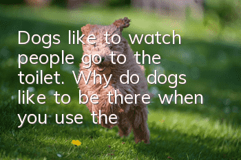 Dogs like to watch people go to the toilet. Why do dogs like to be there when you use the toilet?