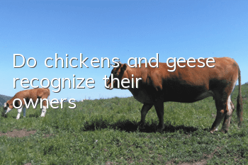 Do chickens and geese recognize their owners?