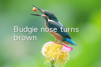 Budgie nose turns brown