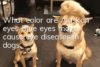 What color are Alaskan eyes? Blue eyes may cause eye diseases in dogs.