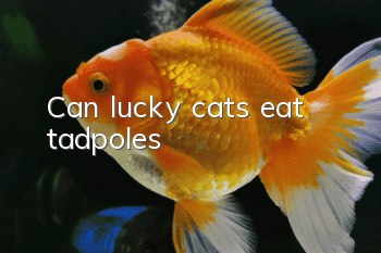 Can lucky cats eat tadpoles?