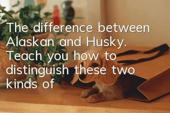 The difference between Alaskan and Husky. Teach you how to distinguish these two kinds of dogs.