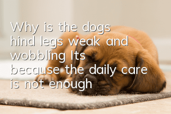 Why is the dog's hind legs weak and wobbling? It's because the daily care is not enough!