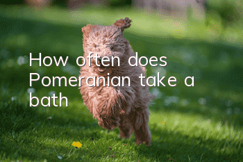 How often does Pomeranian take a bath?