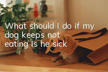 What should I do if my dog ​​keeps not eating? Is he sick?