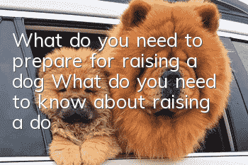 What do you need to prepare for raising a dog? What do you need to know about raising a dog?