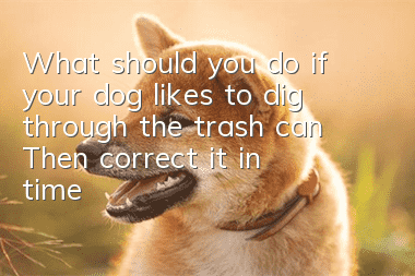 What should you do if your dog likes to dig through the trash can? Then correct it in time!