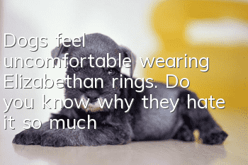 Dogs feel uncomfortable wearing Elizabethan rings. Do you know why they hate it so much?