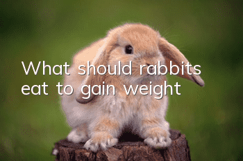 What should rabbits eat to gain weight?