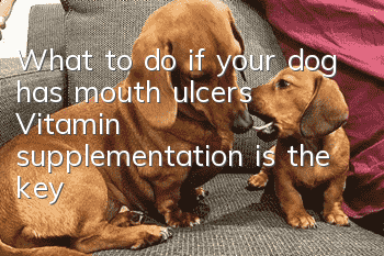 What to do if your dog has mouth ulcers? Vitamin supplementation is the key