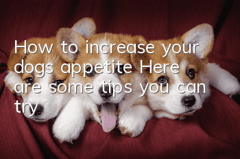 How to increase your dog’s appetite? Here are some tips you can try