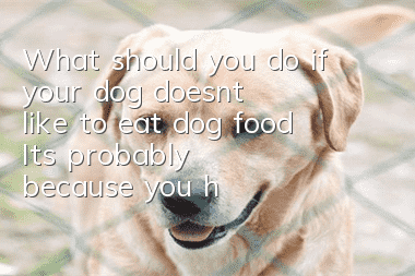 What should you do if your dog doesn’t like to eat dog food? It’s probably because you have chosen the wrong dog food.