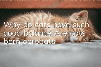 Why do cats have such good balance? Are cats born acrobats?